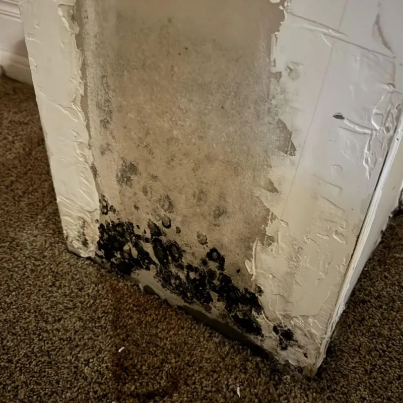 Professional Mold Removal in East Jordan, MI